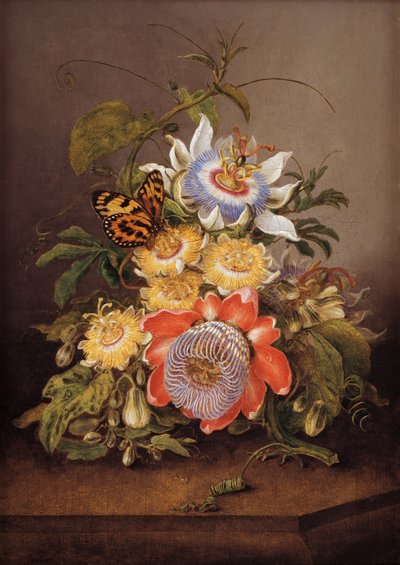 Passionflowers by Ferdinand Bauer